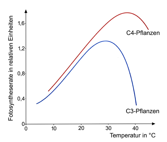Diagramm: Fotosyntheserate von C3-Pflanzen (blau) und C4-Pflanzen (rot) über Temperatur; C4 erreicht höheren Peak bei höheren Temperaturen.